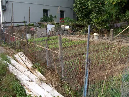 a garden enclosed with chicken wire fencing, featuring young plants and scattered materials