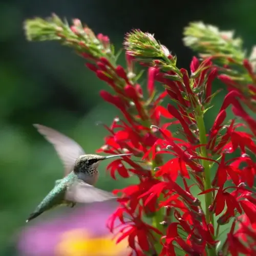 a hummingbird feeding on bright red cardinal flowers in a garden