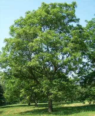a large, lush walnut tree in a walnut tree orchard, showcasing different walnut tree varieties