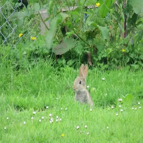 a small rabbit sitting in a grassy garden with a fence in the background