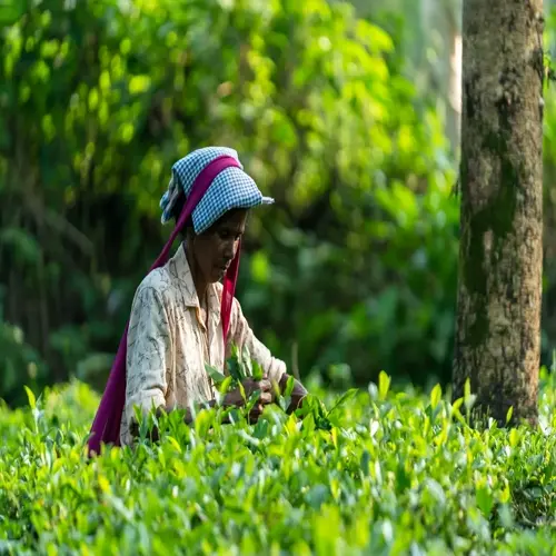 a woman harvesting fresh tea leaves in a lush tea plant garden