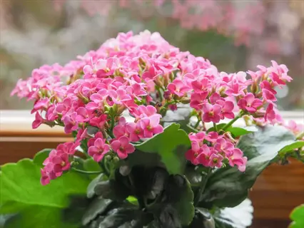 abundant pink flowering houseplant blooms (kalanchoe) by sunny window with glossy green foliage