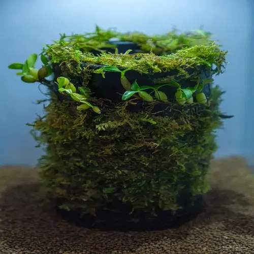 air layering moss wrap cylinder with emerging plants on granular substrate