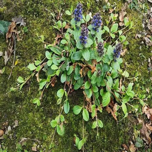 ajuga ground cover blooming with purple flower spikes and green foliage on mossy terrain, surrounded by fallen leaves