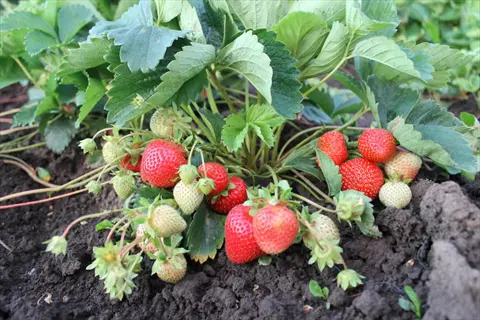 albion strawberry fruit plants with ripe red berries and green immature fruit growing in rich soil