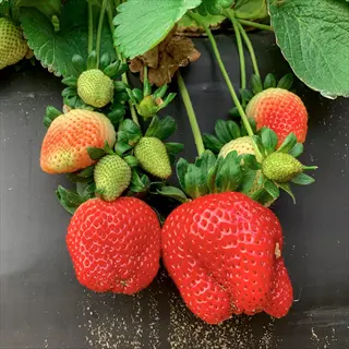 allstar strawberry plant with ripe red berries and developing green fruits among lush foliage on soil