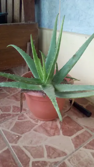aloe vera potted plant with succulent spiky green leaves in terracotta pot on tiled floor near wooden furniture and blue-tiled wall