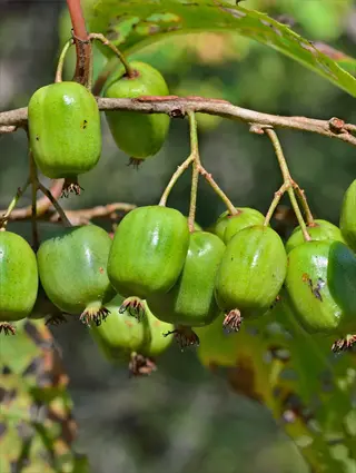 ananasnaya hardy kiwi (actinidia arguta) fruits hanging in clusters on a branch with green leaves in natural sunlight