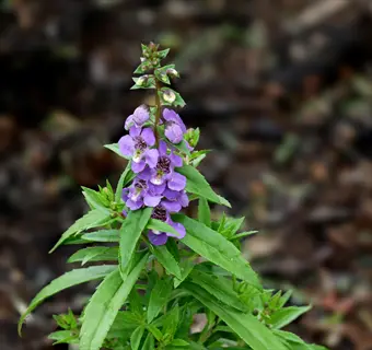 angelonia summer snapdragon with purple tubular flowers on upright spike and green foliage against dark background
