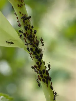 aphids and ants on a green citrus plant stem with blurred foliage background