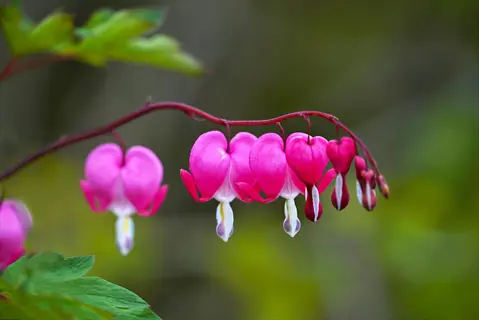 arching stem of bleeding heart (dicentra) with pink heart-shaped flowers against soft green background