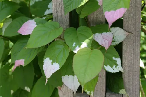 arctic beauty kiwi (actinidia kolomikta) leaves with pink and white variegation growing on a wooden trellis in sunlight