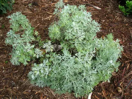 artemisia silver foliage wormwood (artemisia species) plant with finely divided gray-green leaves, growing in mulched garden bed