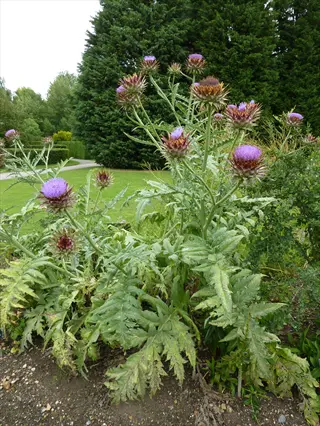 artichoke variety garden with multiple flowering artichoke plants featuring purple blooms and large feathery leaves in a landscaped setting