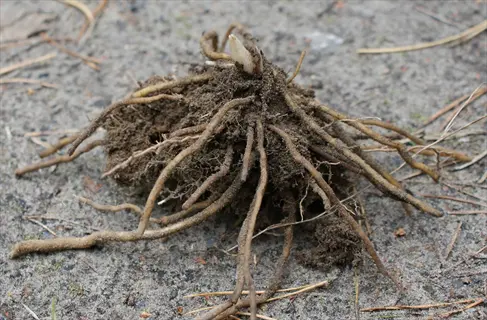 asparagus crown (jersey supreme variety) with extensive fibrous roots, ready for planting in garden soil