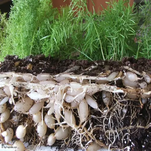 asparagus spears growing in garden soil with visible roots and bulbous tubers
