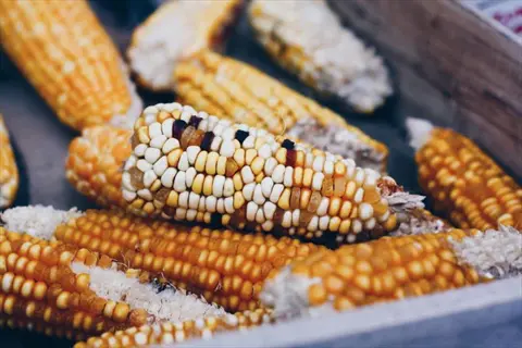 assorted sweet corn varieties cobs with yellow, white, and bicolor kernels in a wooden container, showcasing diversity for choosing the right corn variety