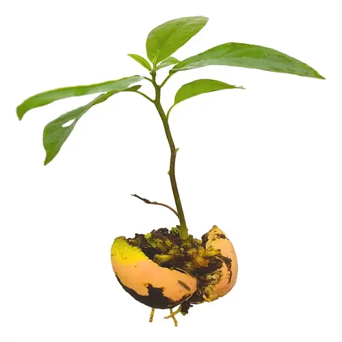 avocado seed sprouting roots and leaves