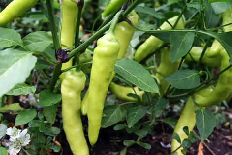banana pepper harvest showcasing multiple light green sweet banana peppers growing on lush garden plants