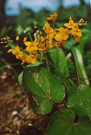 barrenwort (epimedium species) with bright yellow flowers and green heart-shaped leaves