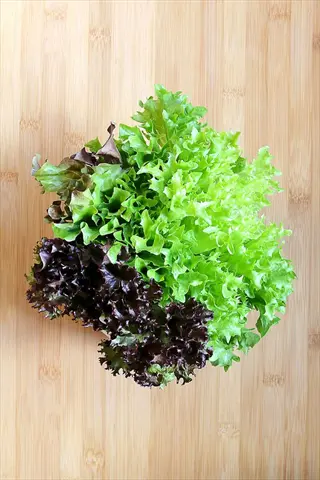 batavian lettuce head (nevada variety) with green and red leaves on a wooden surface