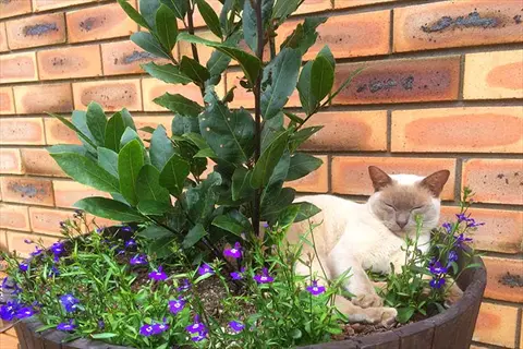 bay laurel tree in a container with purple flowers and a cat resting nearby