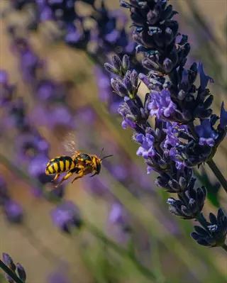 bee flying near lavender flowers