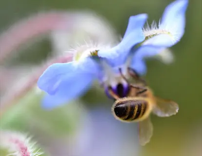 bee on a blue borage flower
