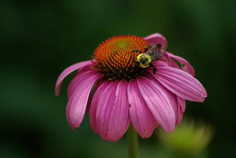 bee on a purple coneflower