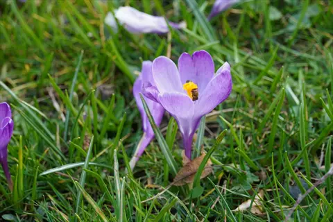 bee on a purple crocus spring flower