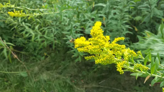 bee on goldenrod flowers in a garden