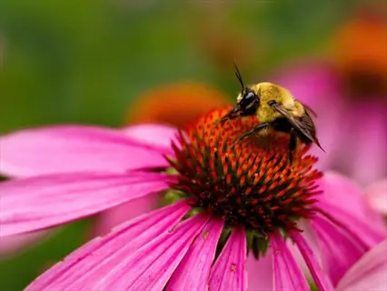 bee on purple coneflower (echinacea purpurea) with pink petals and central cone, soft green background