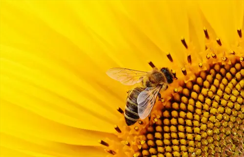 bee pollinating a bright yellow sunflower