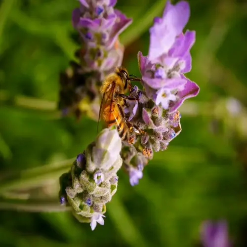 bee pollinating lavender flower