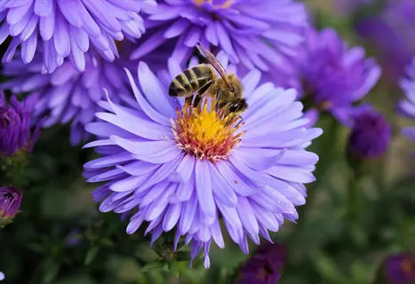 bee pollinating purple aster flowers