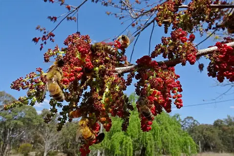 bees pollinating vibrant red pistachio tree flowers under clear blue sky, illustrating 'plan for pollination'