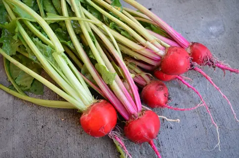 beets garden harvest: freshly picked red beets with vibrant green tops and roots on a gray surface