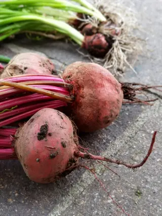 beets harvest garden roots: freshly unearthed red beets with greens and soil traces on stone surface, green onions in background