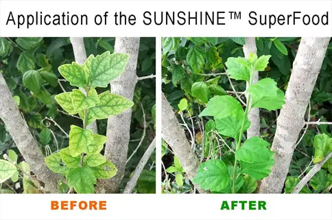 before and after application of sunshine superfood on an iron deficiency plant (fe), showing improved leaf color