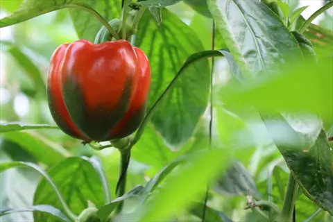 bell pepper garden featuring a ripe red and green california wonder bell pepper growing on lush foliage with vibrant leaves