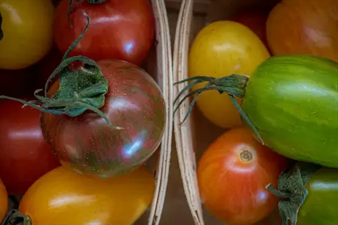 bi-color hillbilly tomato and mixed colorful tomato varieties in baskets, featuring red, yellow, and green fruits with stems