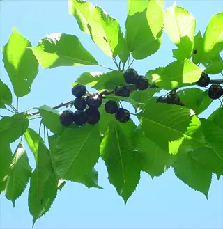 bing cherry fruit tree branch with glossy green leaves and dark ripe cherries against blue sky