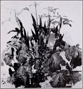 black and white image of a clemson spineless okra plant with mature pods growing in a garden
