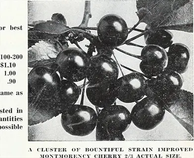 black-and-white image of a cluster of montmorency sour cherry fruit with text describing the variety and pricing