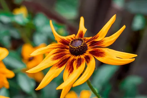 black-eyed susan (rudbeckia hirta) flower with bright yellow petals and dark center cone, soft green background