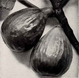 black mission fig dark variety: two fruits on a branch in a vintage black-and-white photograph