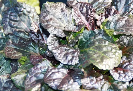 black scallop ajuga leaves featuring deep purple-black scalloped foliage with glossy texture in close-up view