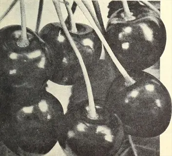 black tartarian cherry dark: vintage black-and-white photo of glossy dark cherries with stems