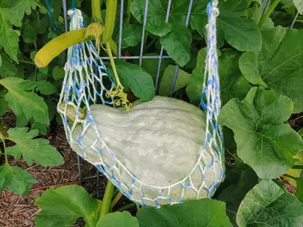 blue hubbard squash in a blue and green net, growing on a plant with lush green leaves and vines