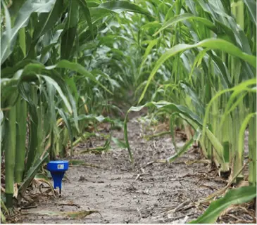blue irrigation device in corn field for watering corn plants, demonstrating deep watering techniques under sunlight